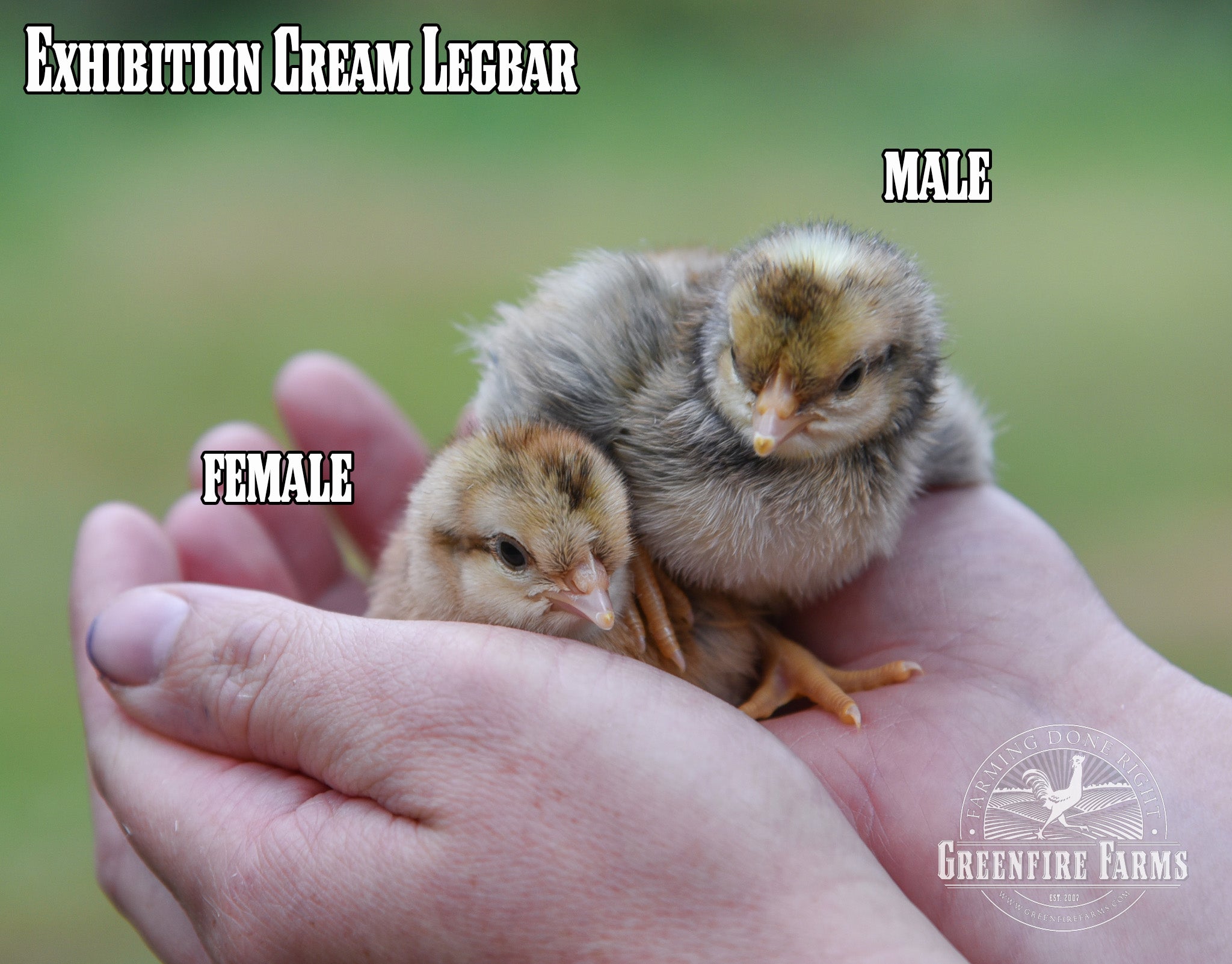 Best Egg-Layers Assortment