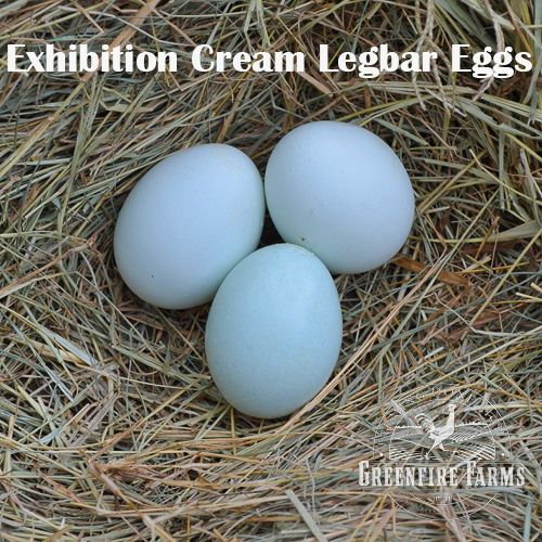 Blue and/or Green Egg Layer Assortment