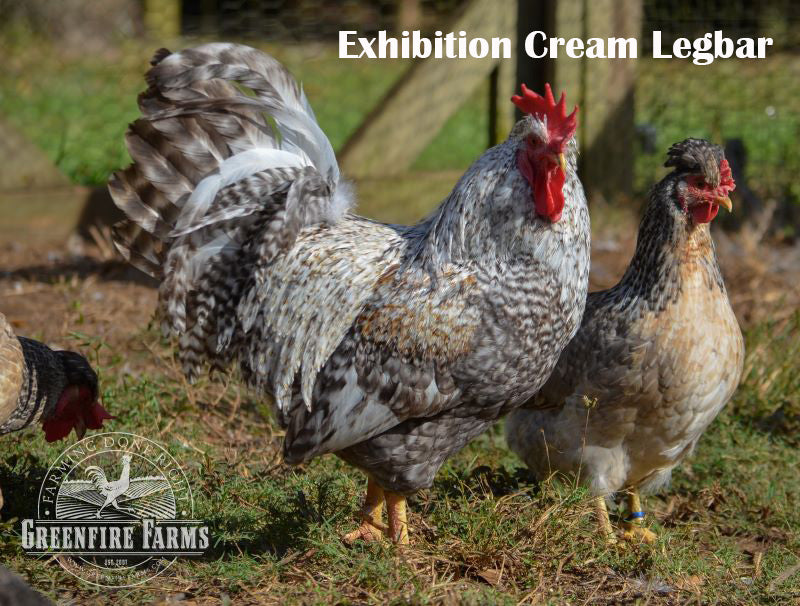 Heat Hardy Assortment