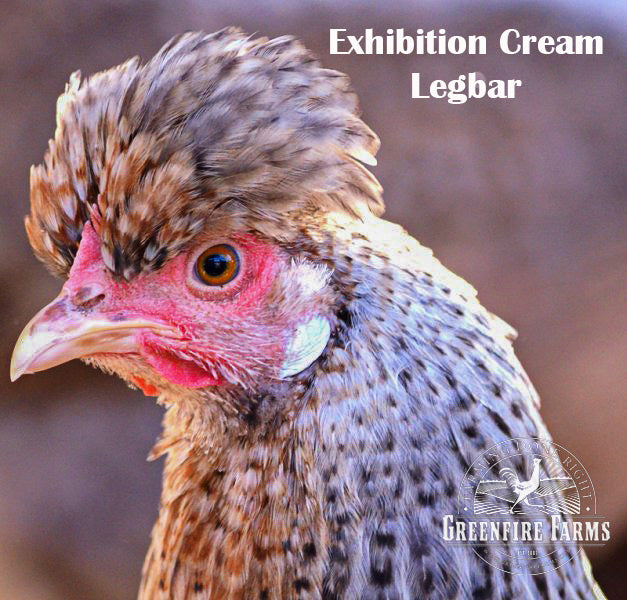 Blue and/or Green Egg Layer Assortment