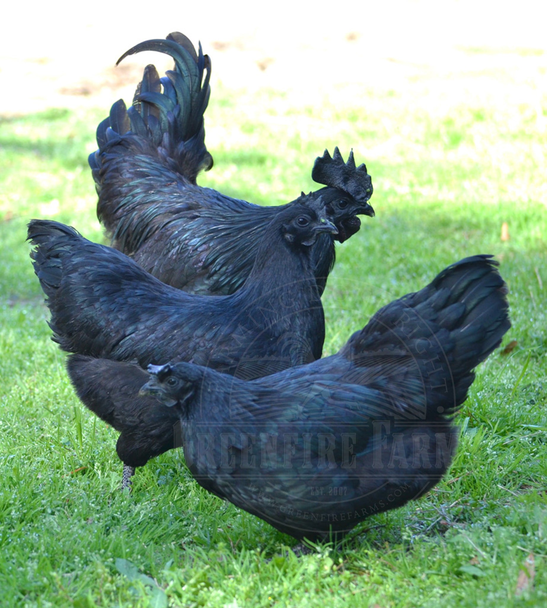 Ayam Cemani