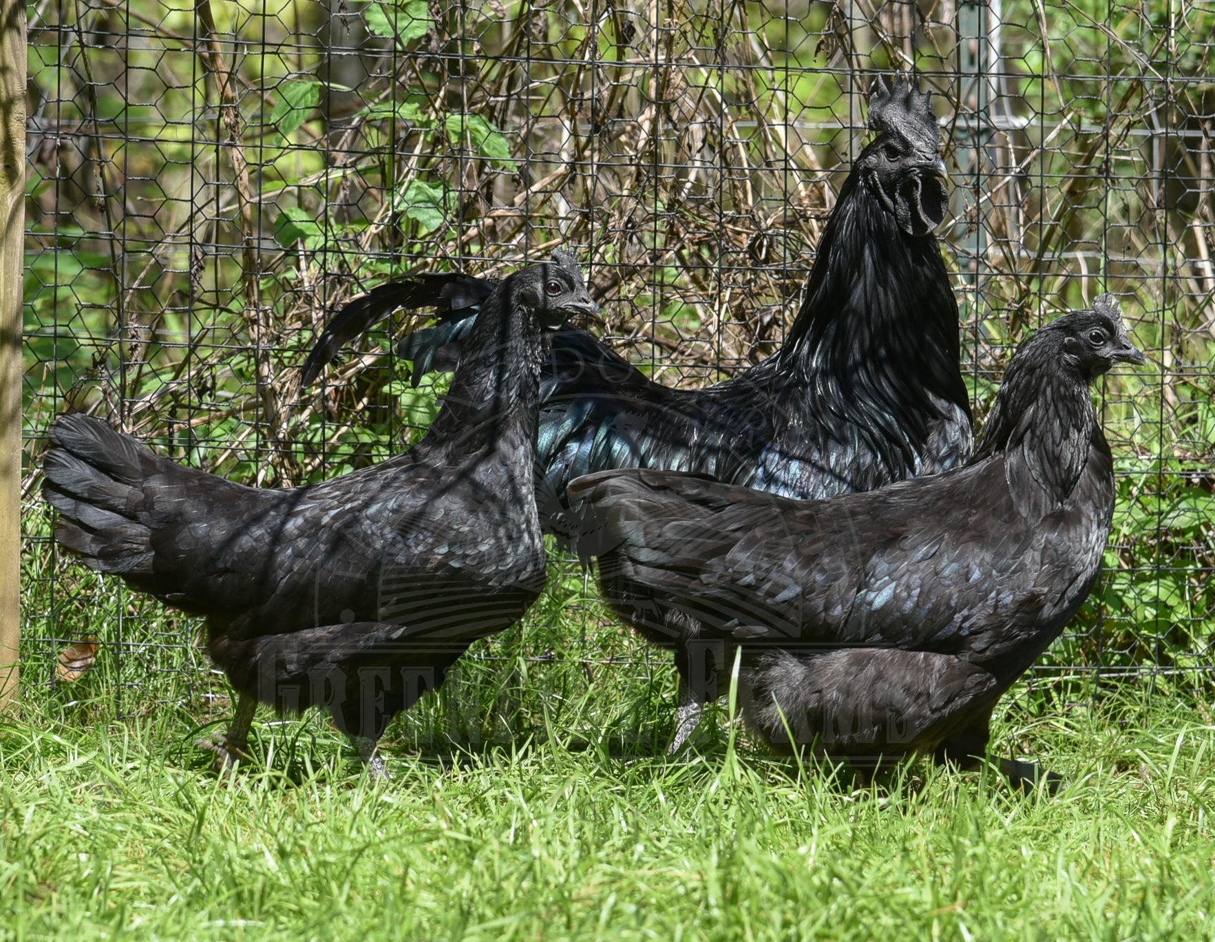 Ayam Cemani