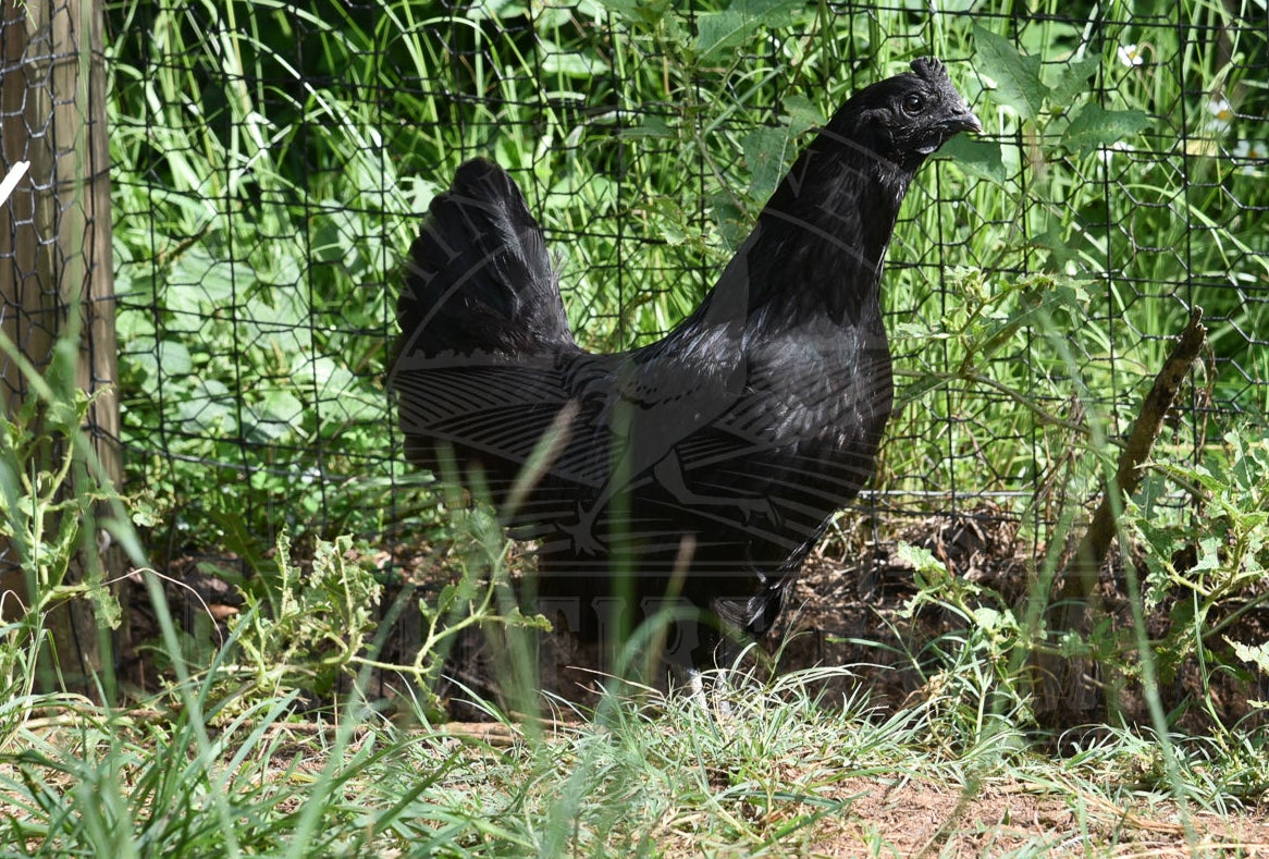 Ayam Cemani