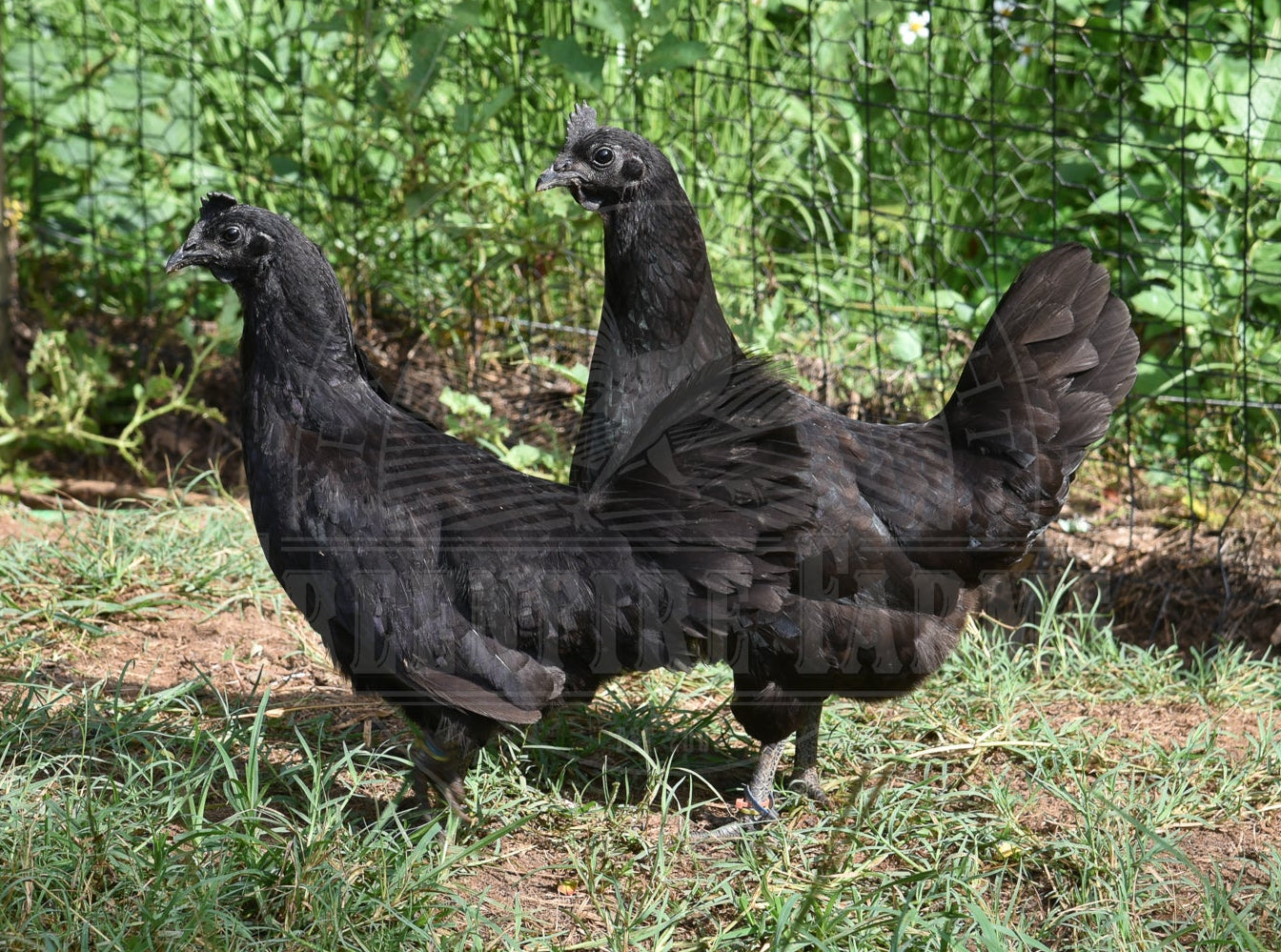 Ayam Cemani