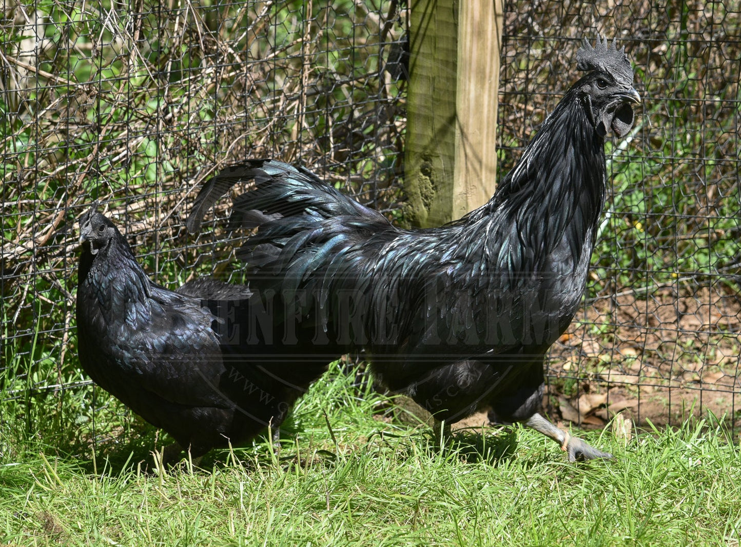 Ayam Cemani