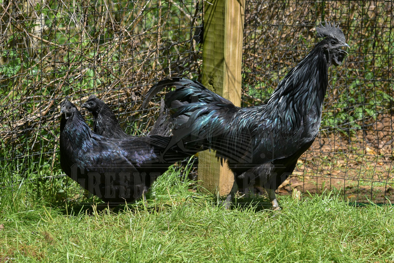Ayam Cemani
