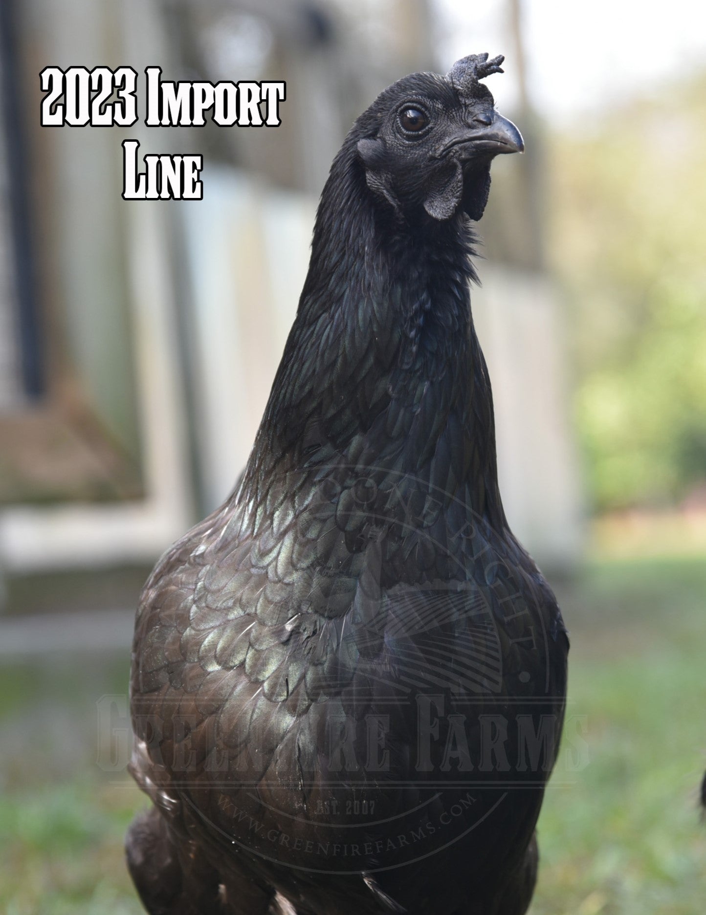 Ayam Cemani