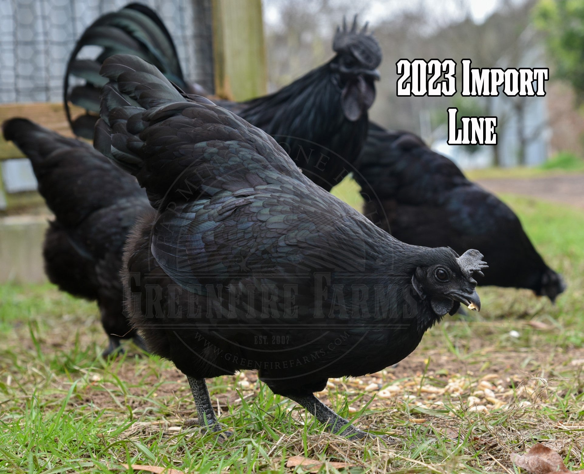 Ayam Cemani
