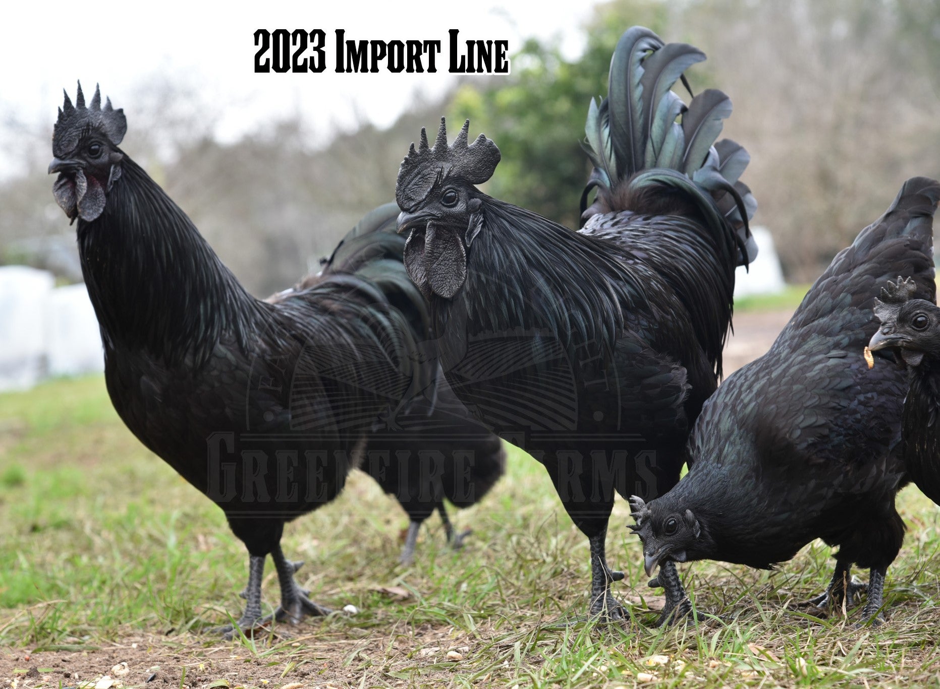 Ayam Cemani