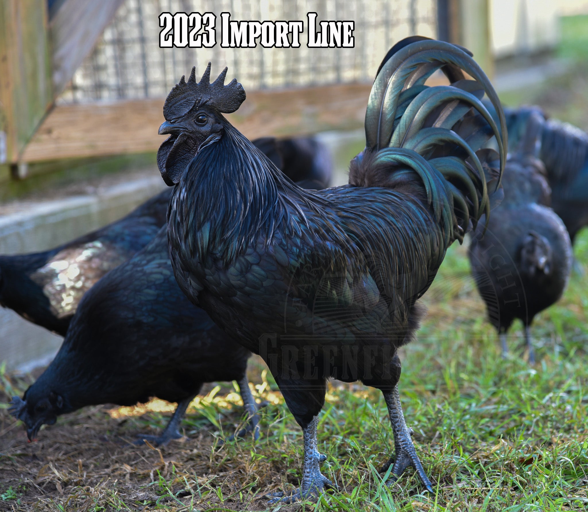 Ayam Cemani