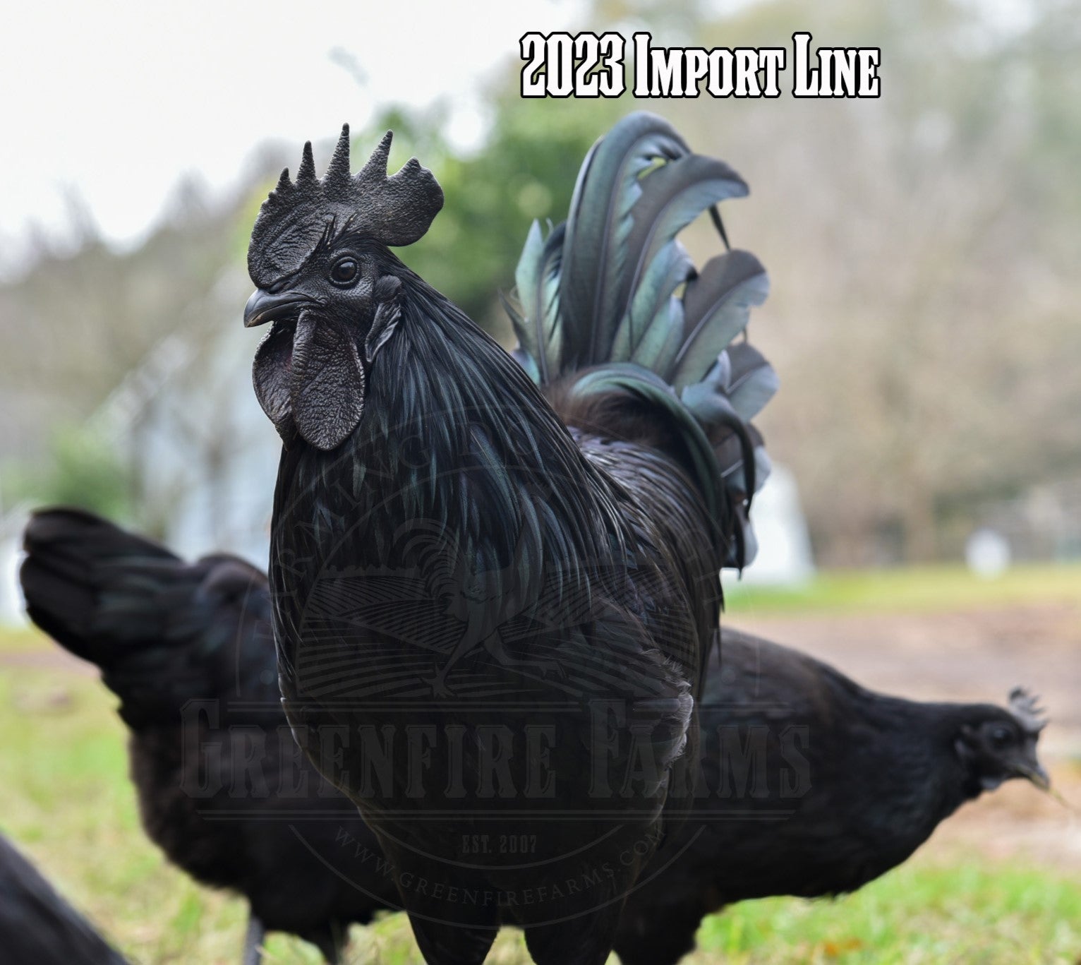 Ayam Cemani