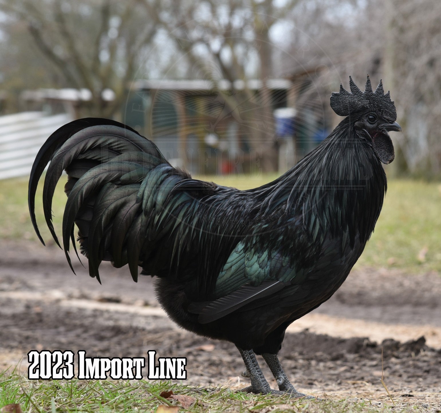 Ayam Cemani