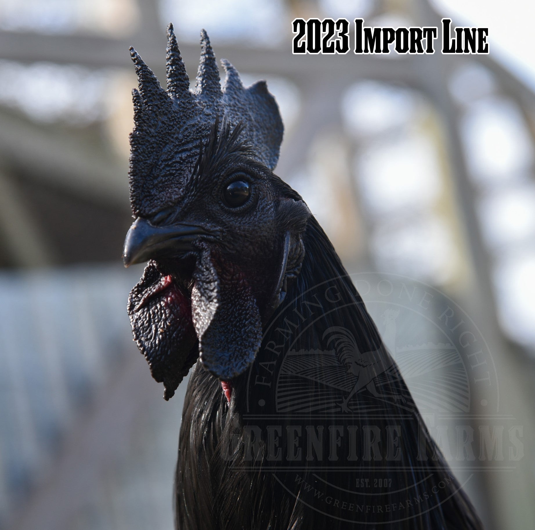 Ayam Cemani