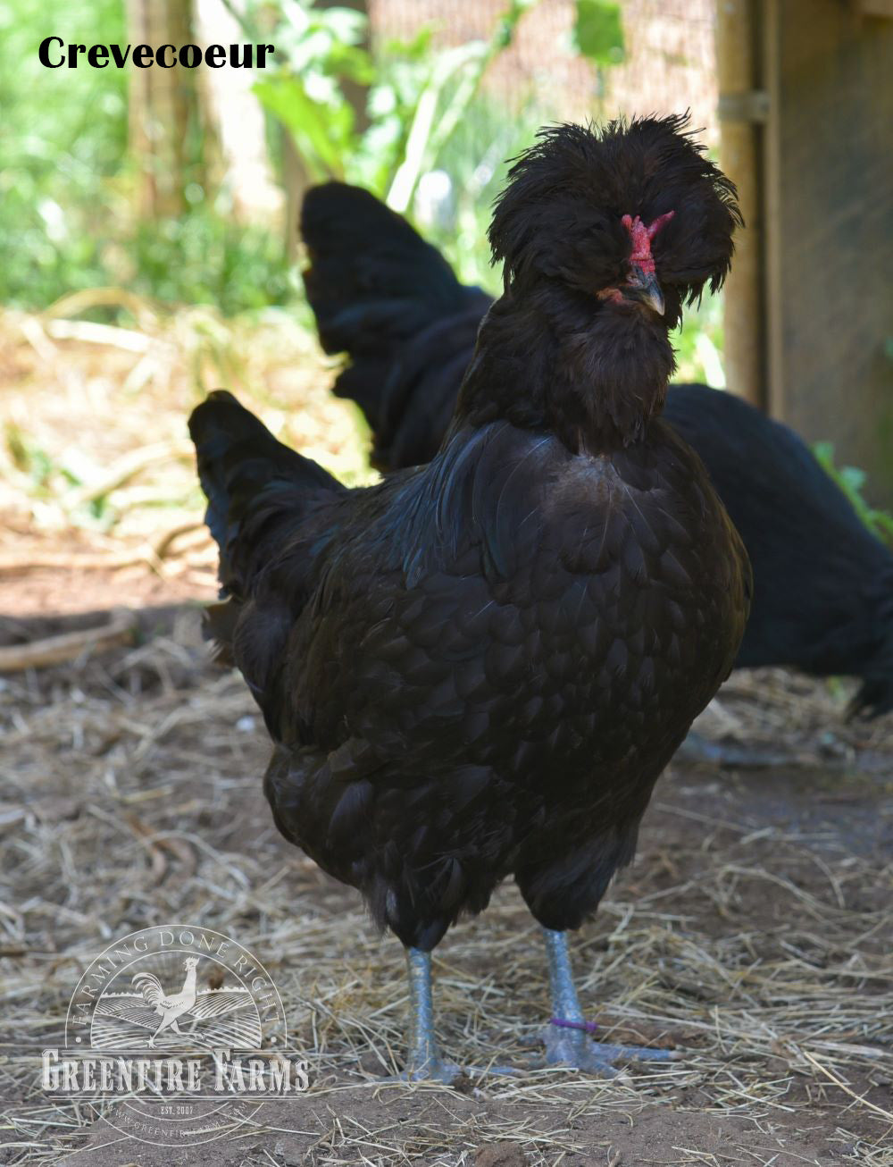 Table Breed Assortment