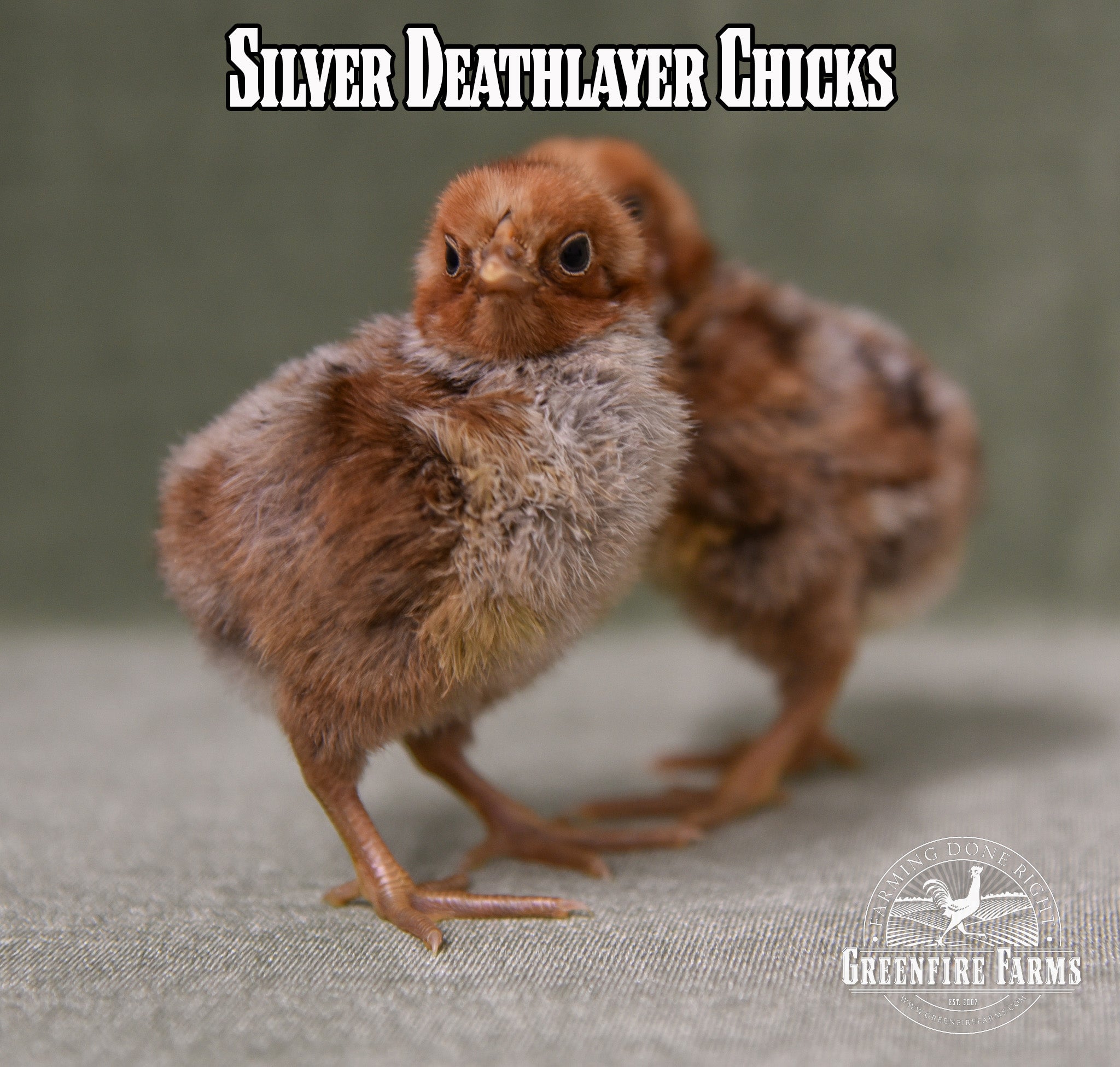 Best Egg-Layers Assortment