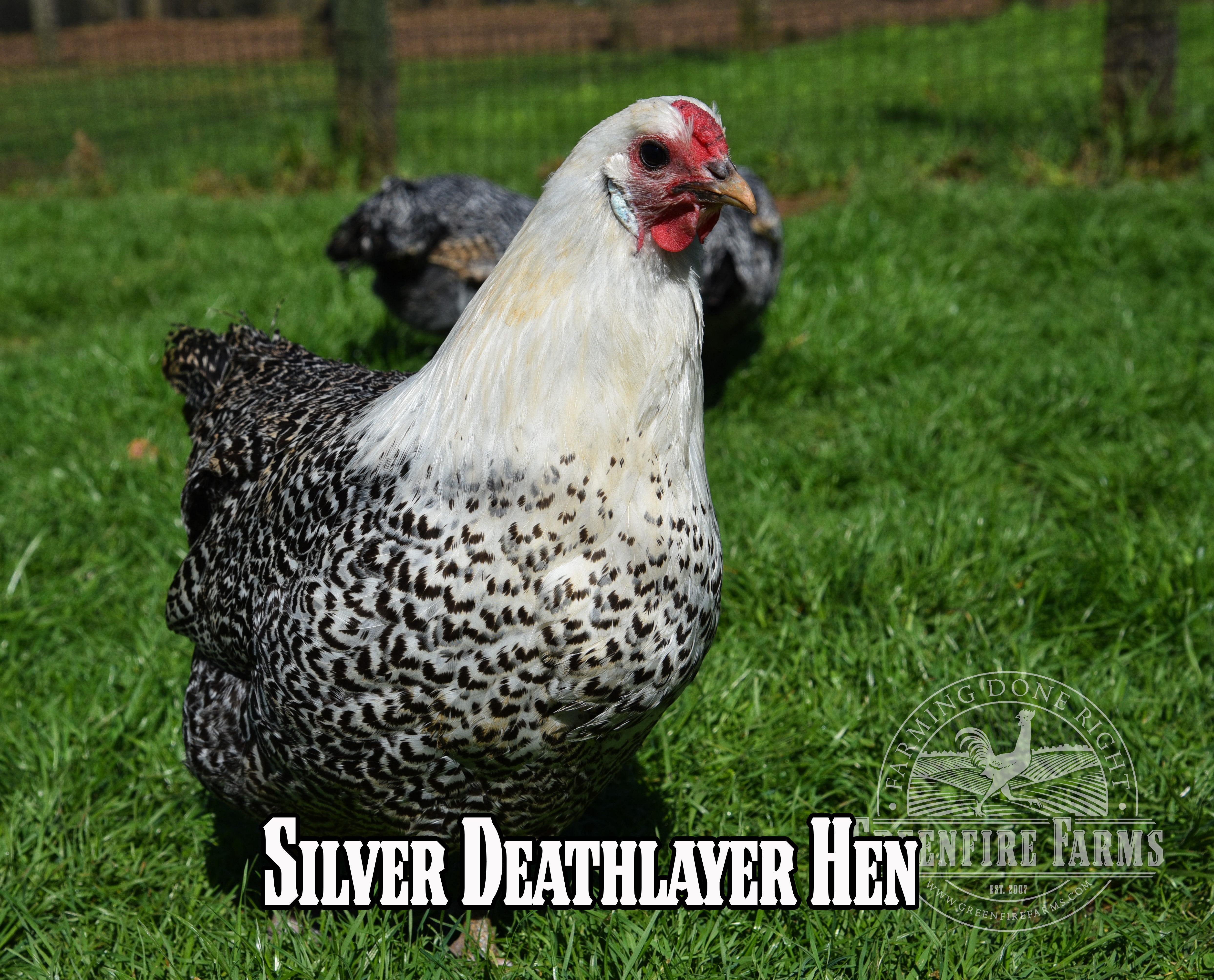 Best Egg-Layers Assortment