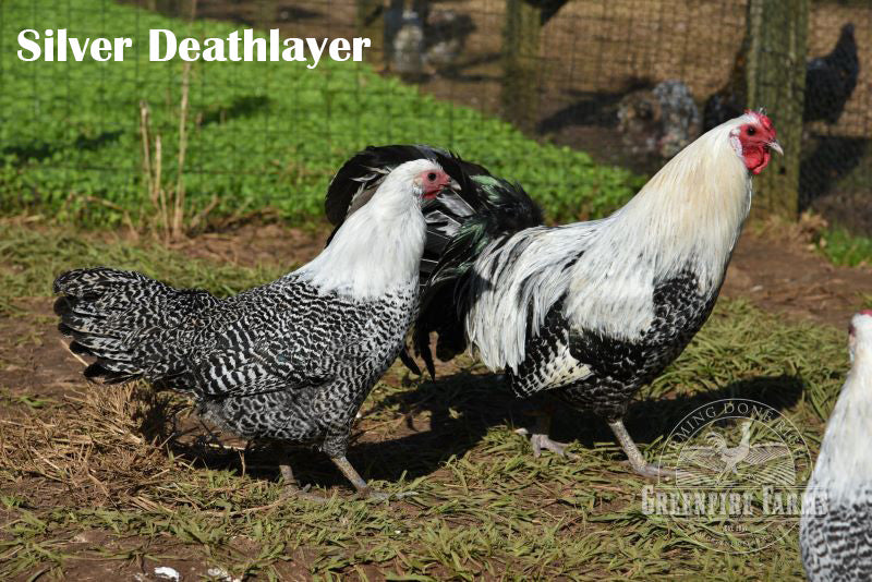 Heat Hardy Assortment