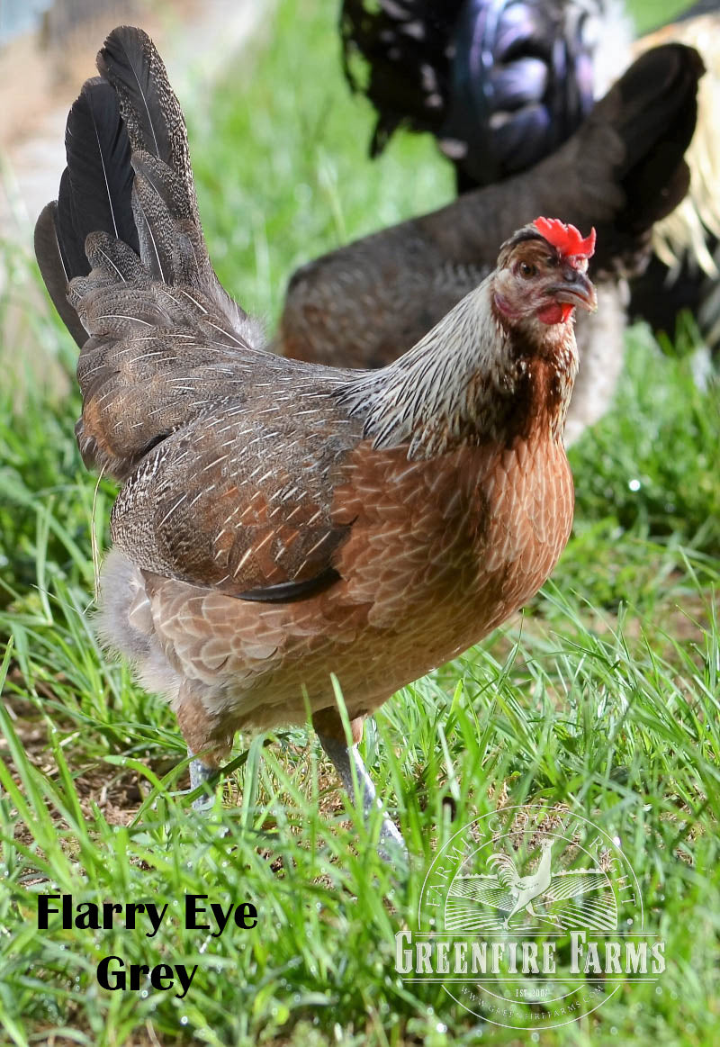 Heat Hardy Assortment