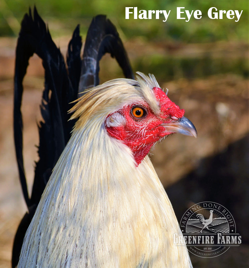 Heat Hardy Assortment