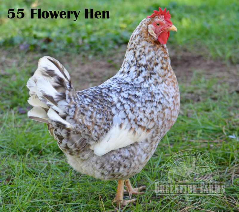 Cold Hardy Assortment