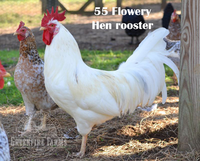 Cold Hardy Assortment