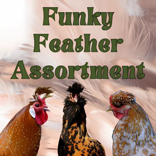 Funky Feather Assortment