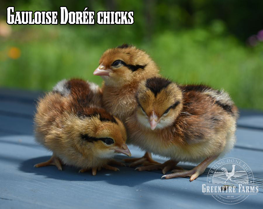 Best Egg-Layers Assortment