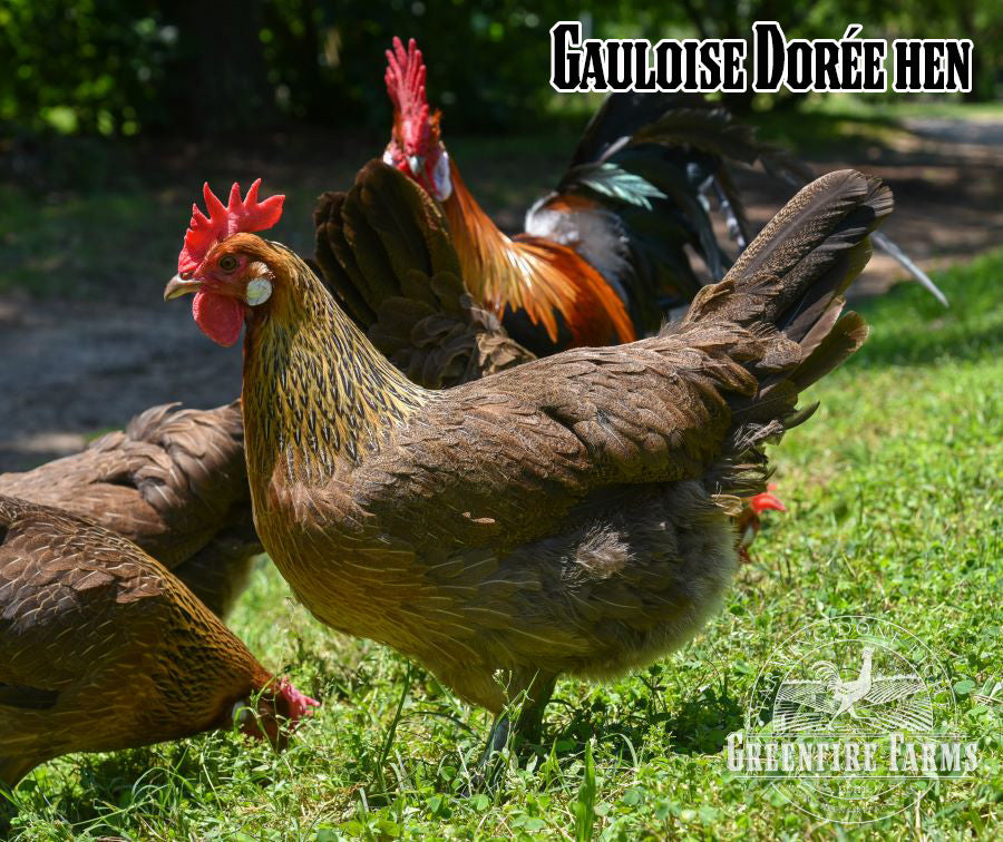 Best Egg-Layers Assortment