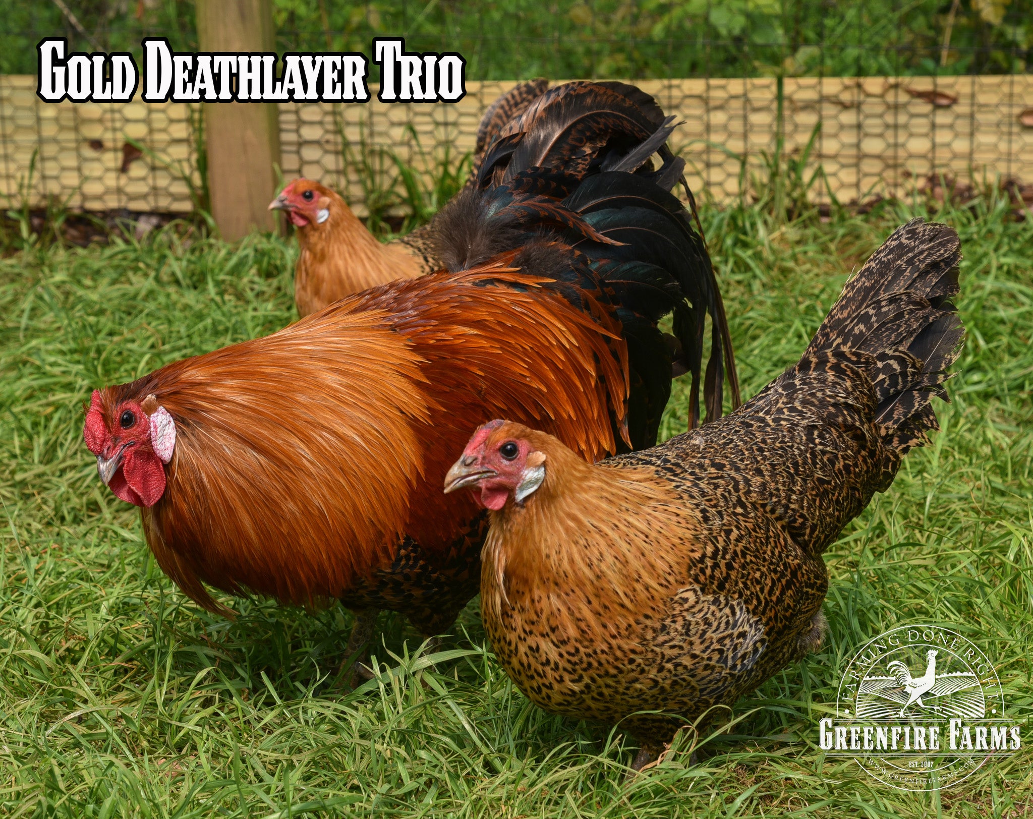 Best Egg-Layers Assortment