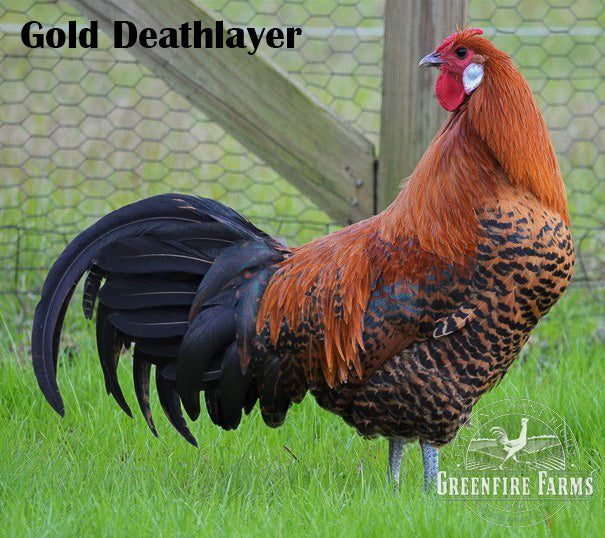 Heat Hardy Assortment