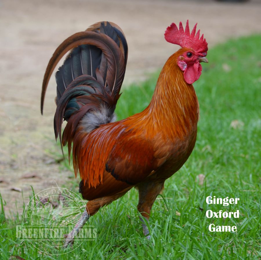 Heat Hardy Assortment