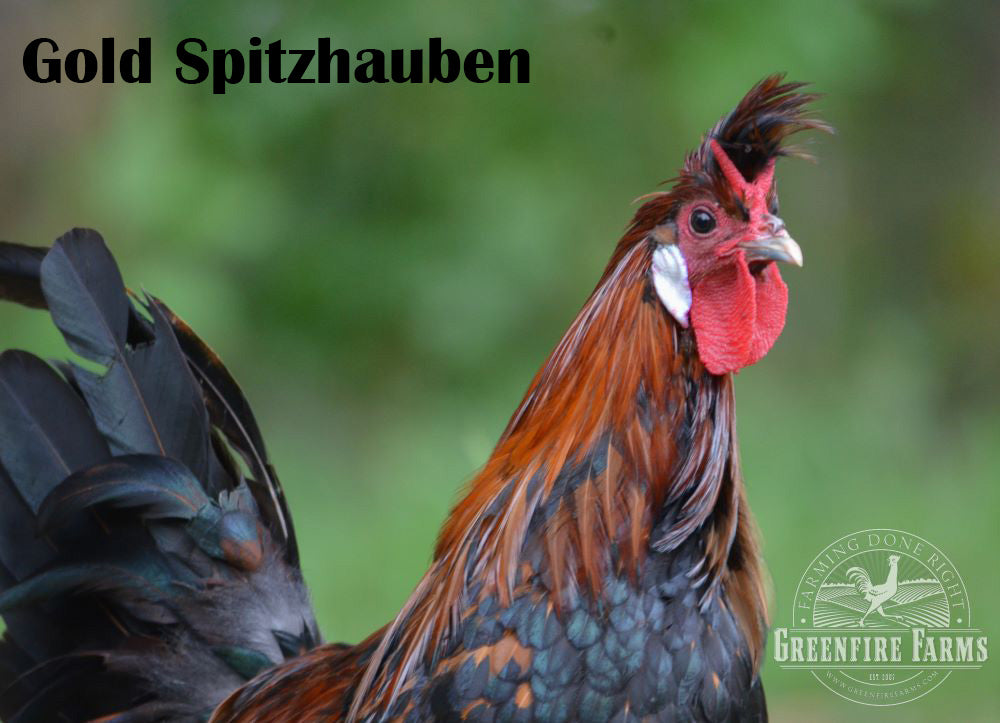 Cold Hardy Assortment