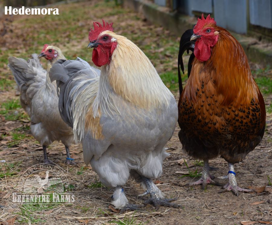 Cold Hardy Assortment