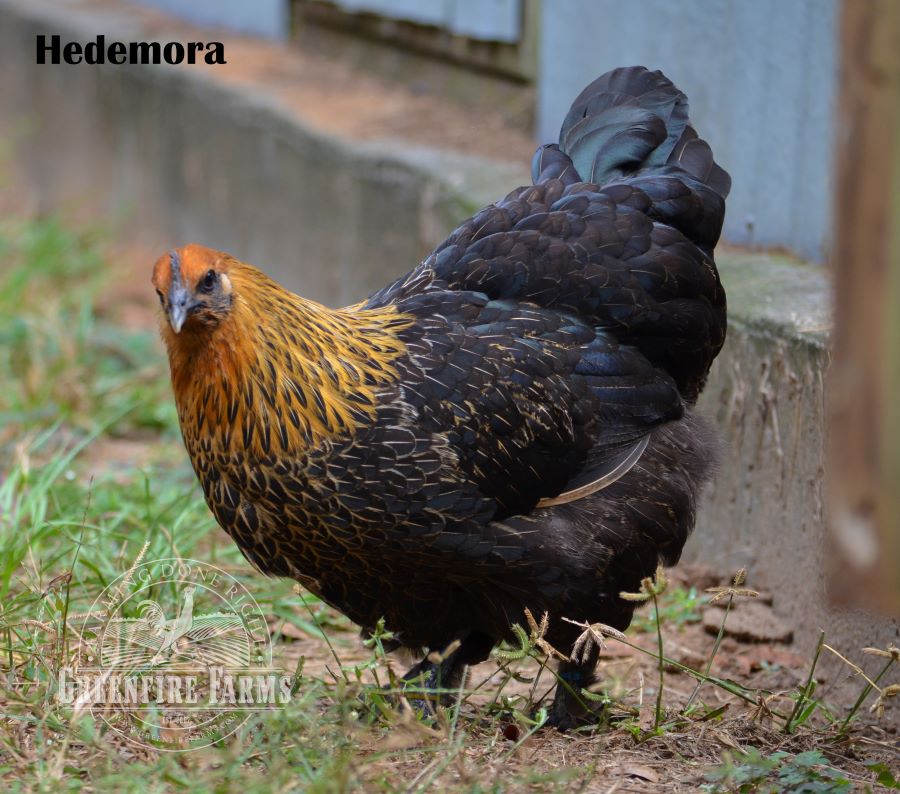 Cold Hardy Assortment