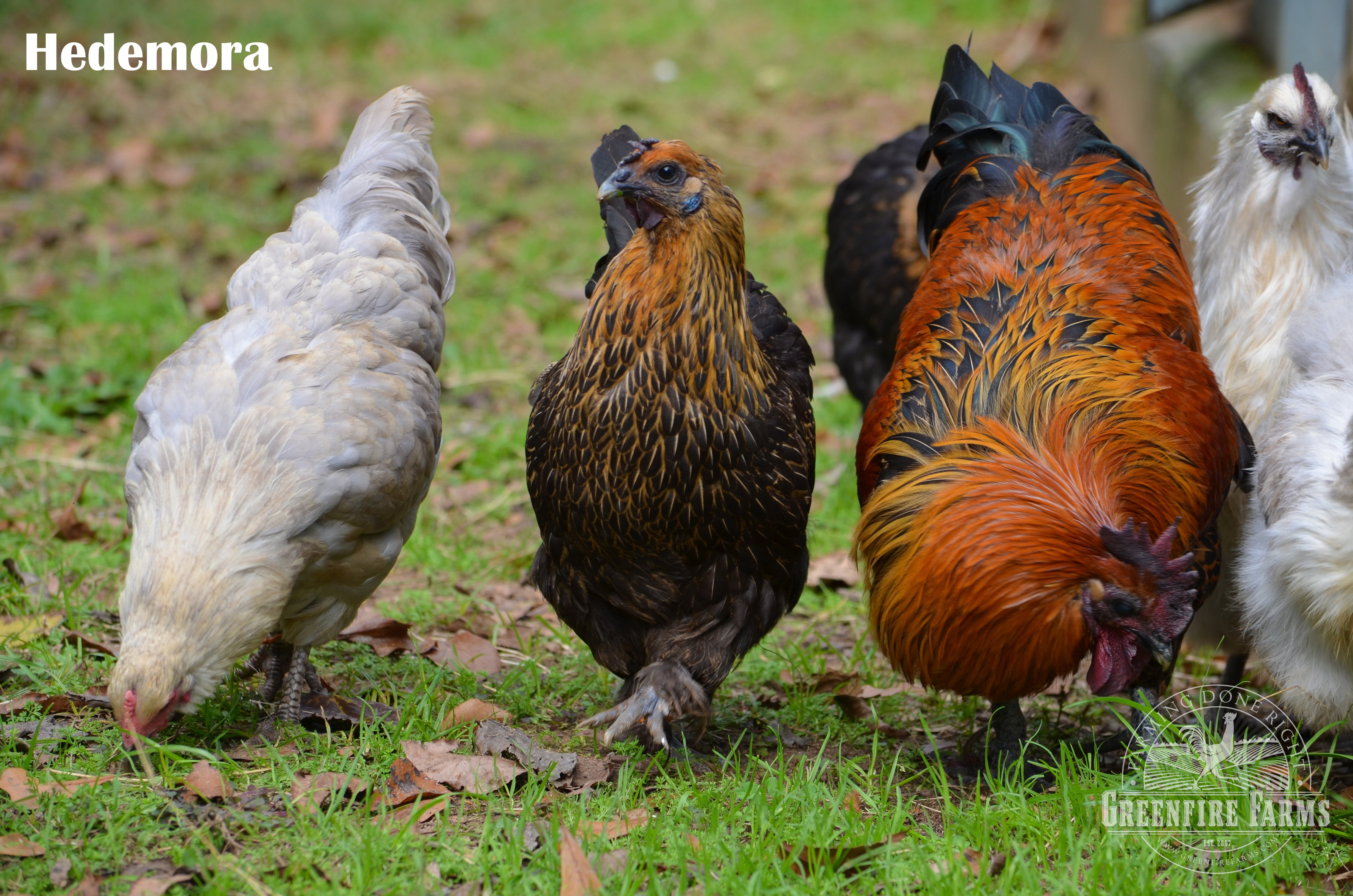 Funky Feather Assortment