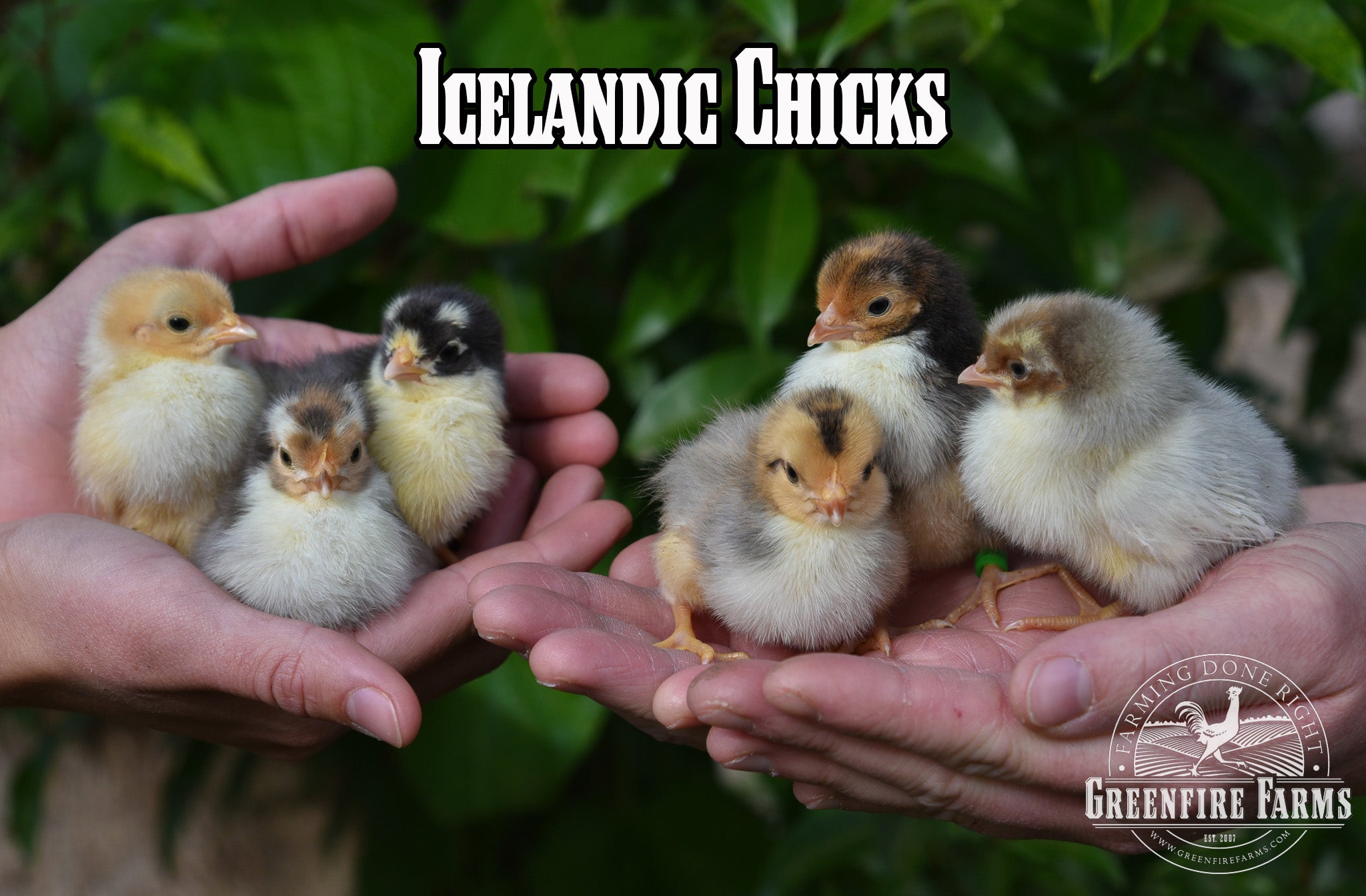 Best Egg-Layers Assortment