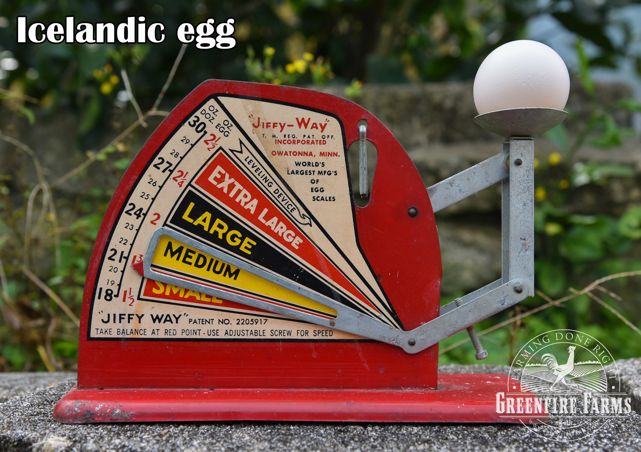 Best Egg-Layers Assortment