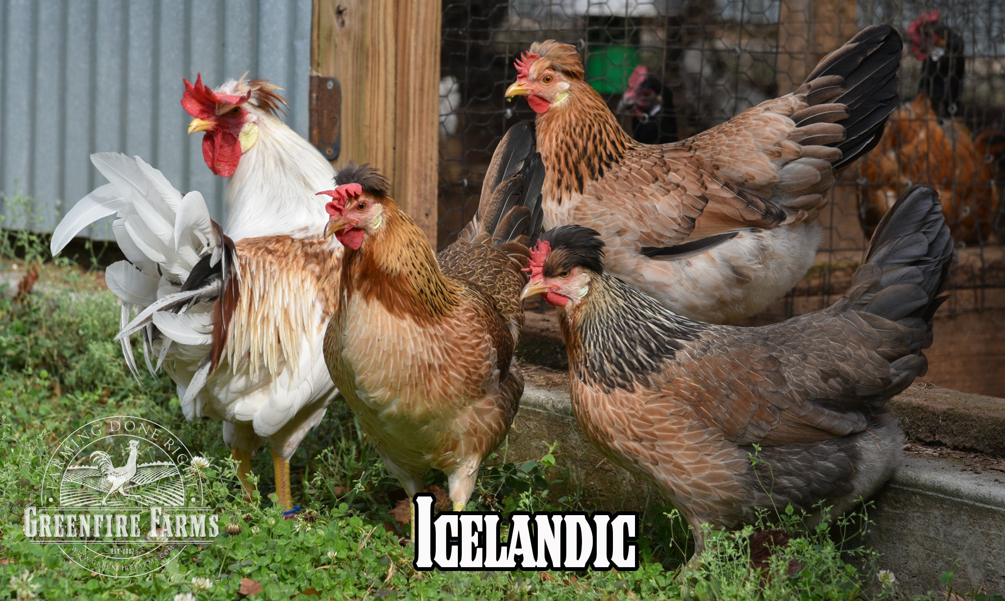 Best Egg-Layers Assortment