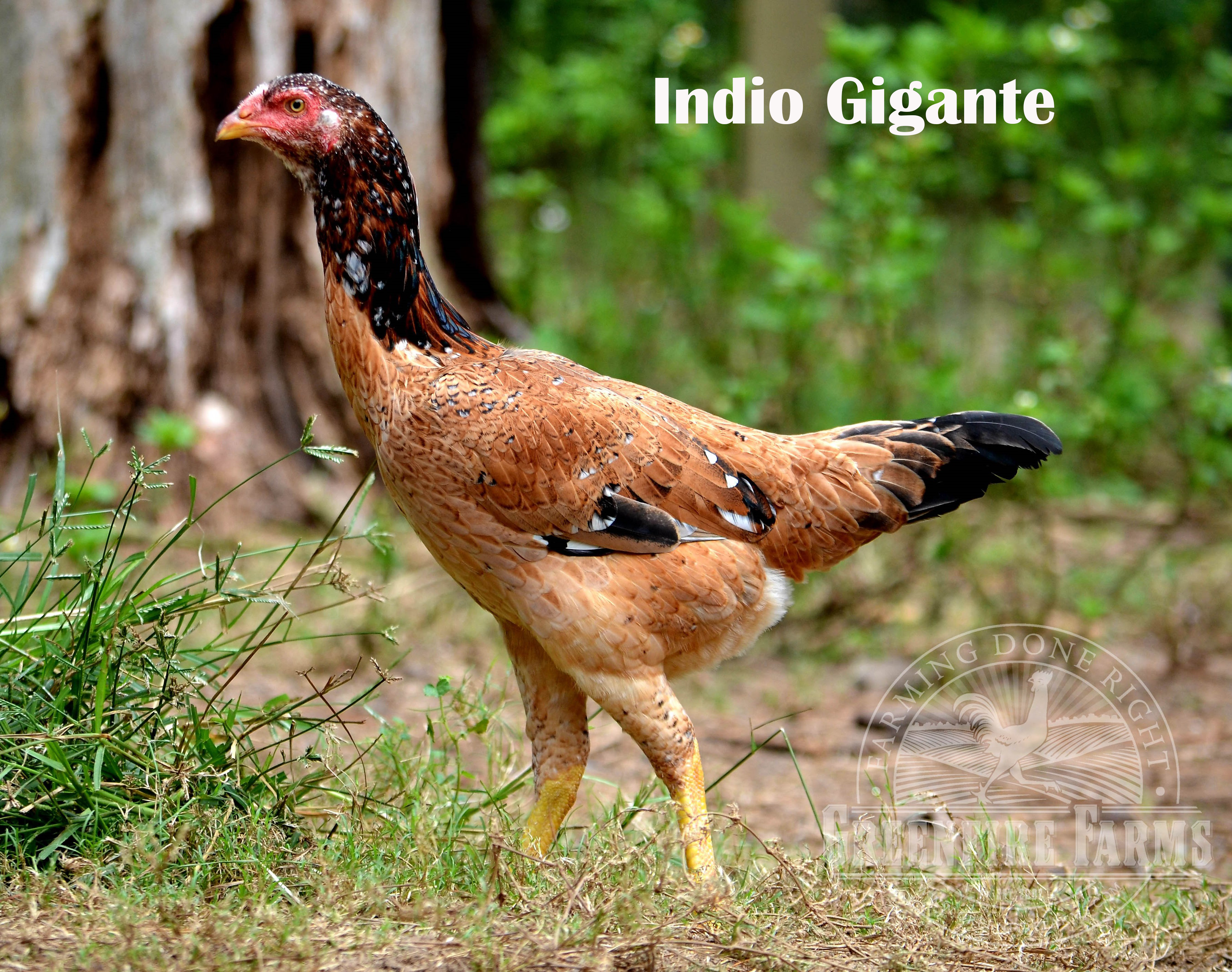 Heat Hardy Assortment