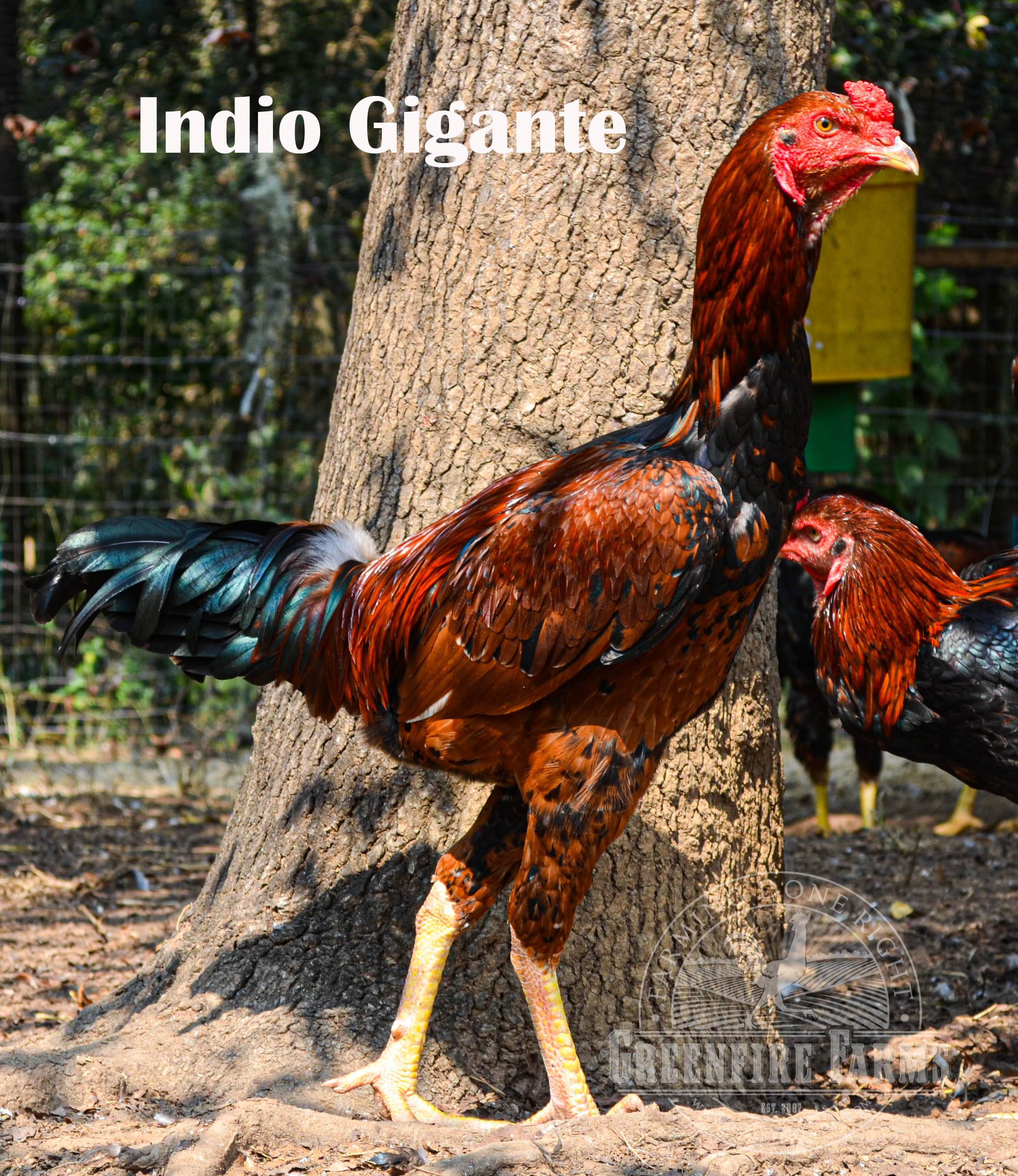 Heat Hardy Assortment