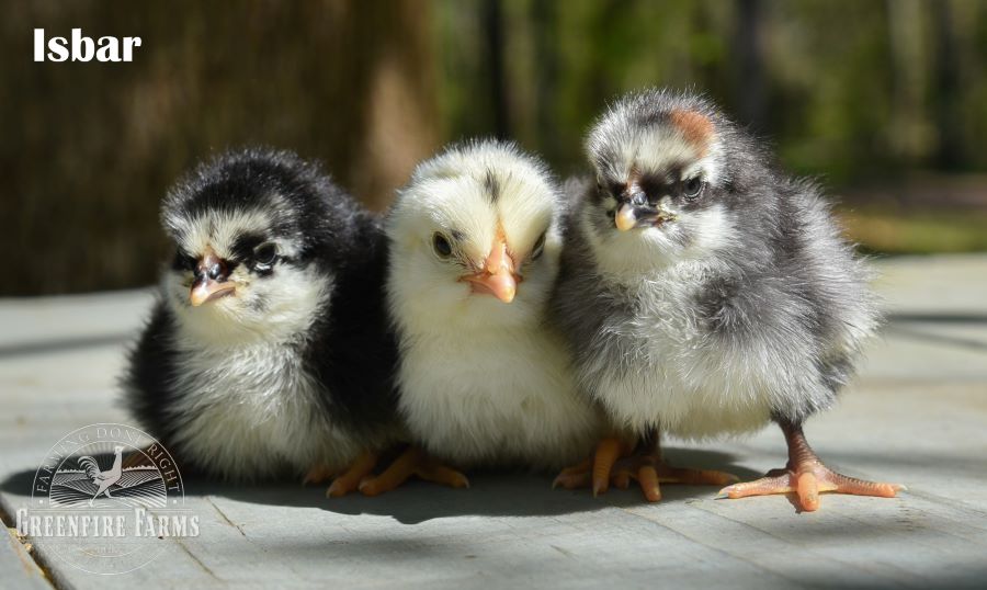 Blue and/or Green Egg Layer Assortment