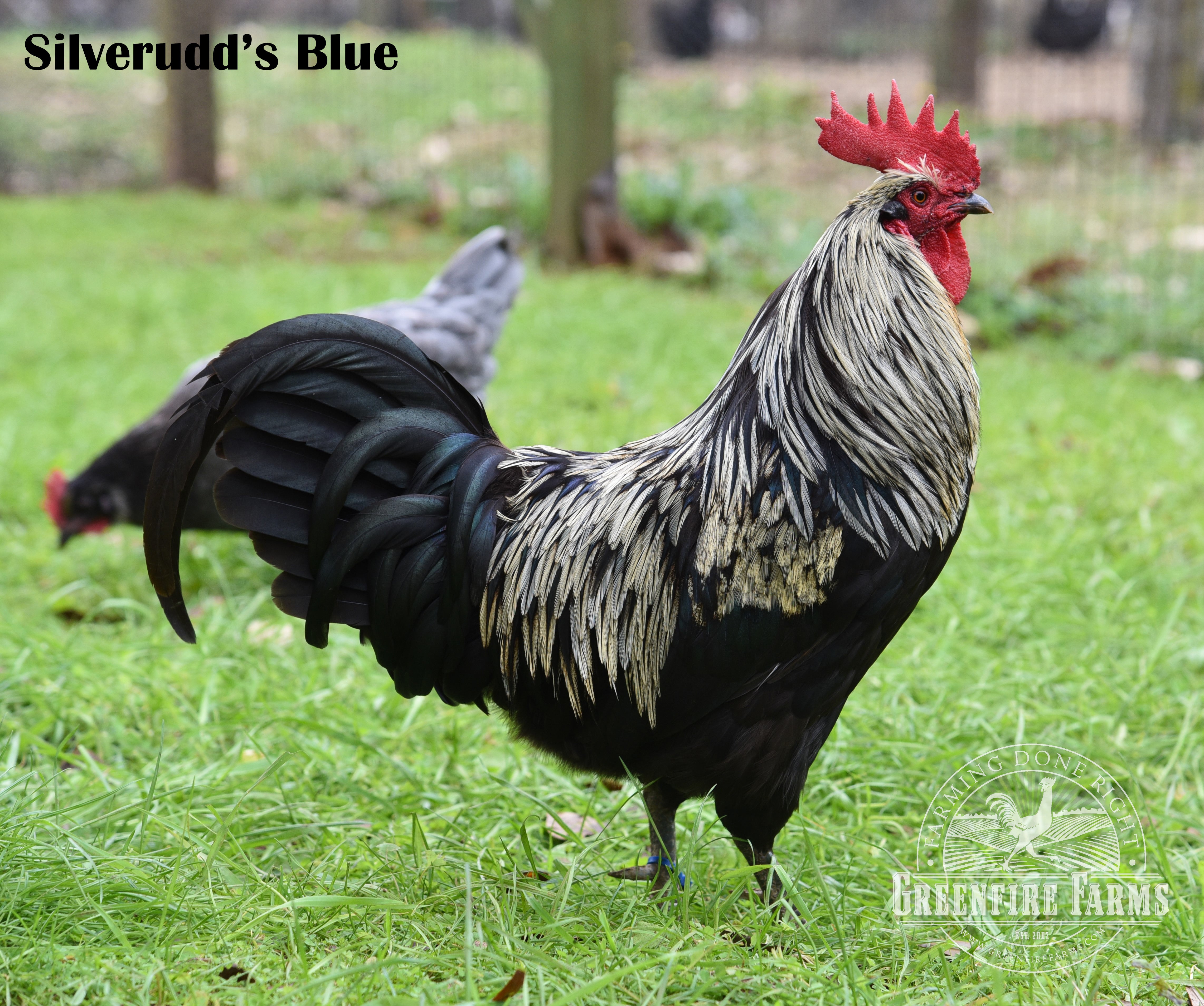 Cold Hardy Assortment