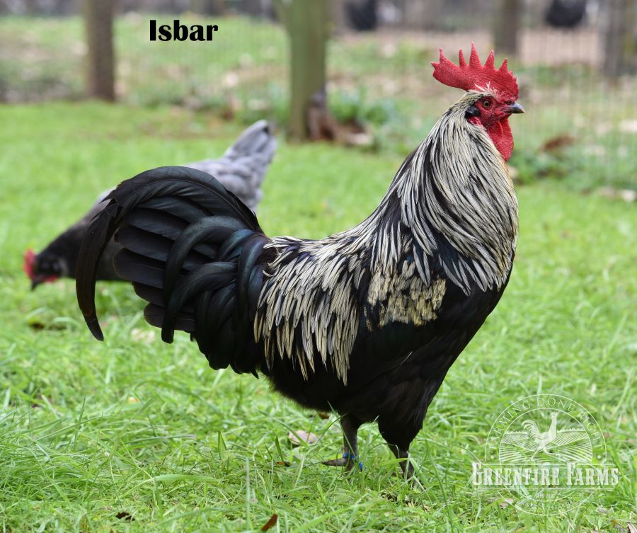 Blue and/or Green Egg Layer Assortment