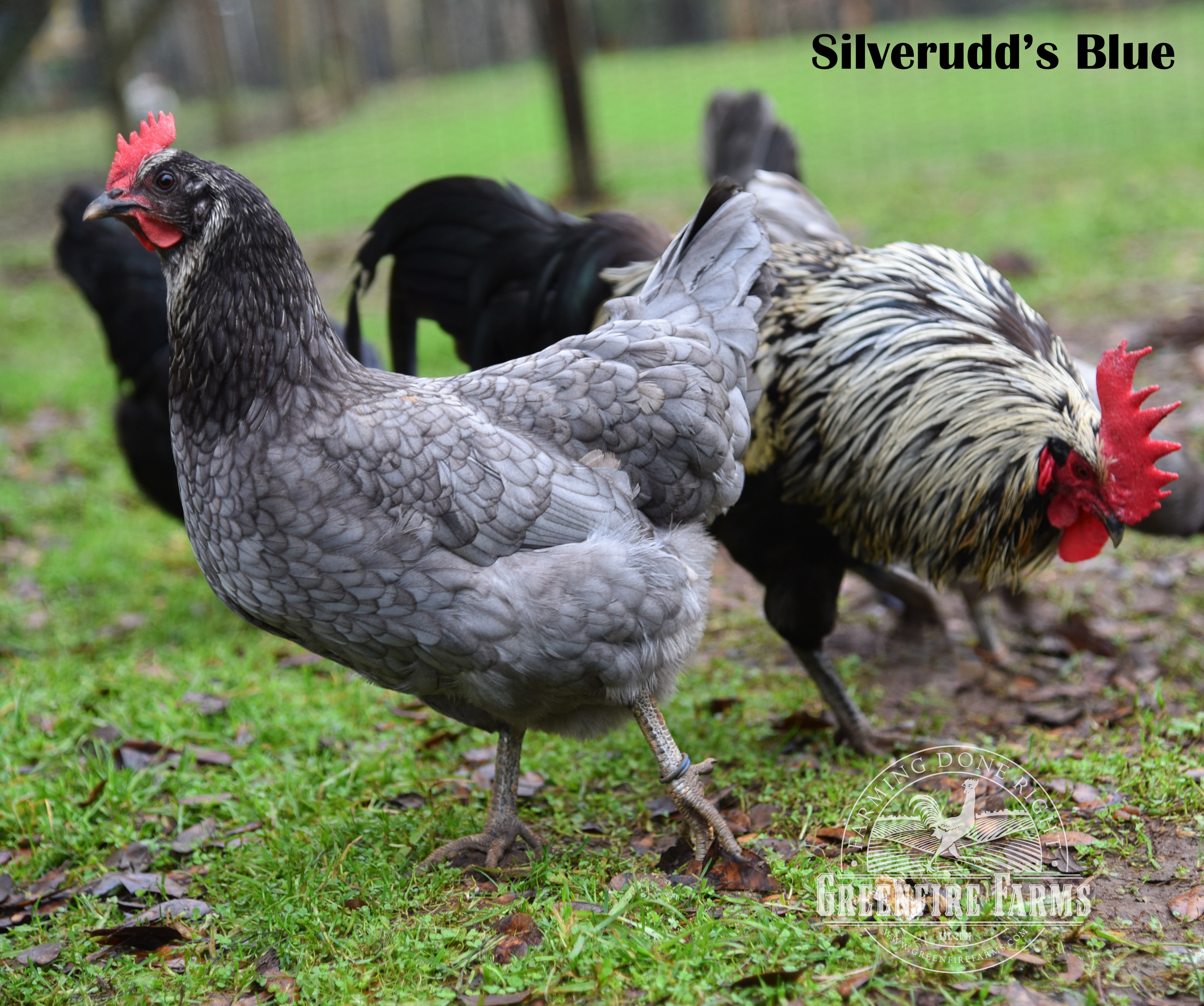 Cold Hardy Assortment