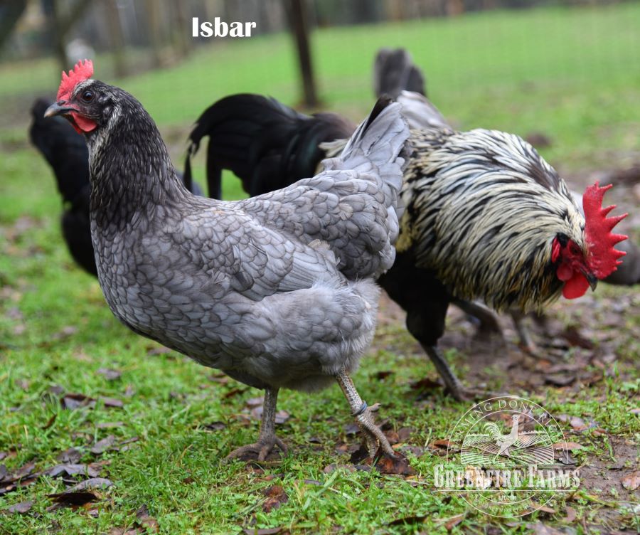 Blue and/or Green Egg Layer Assortment