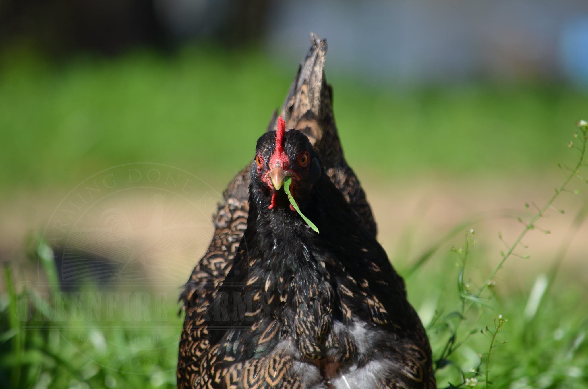 Silver Laced Barnevelder