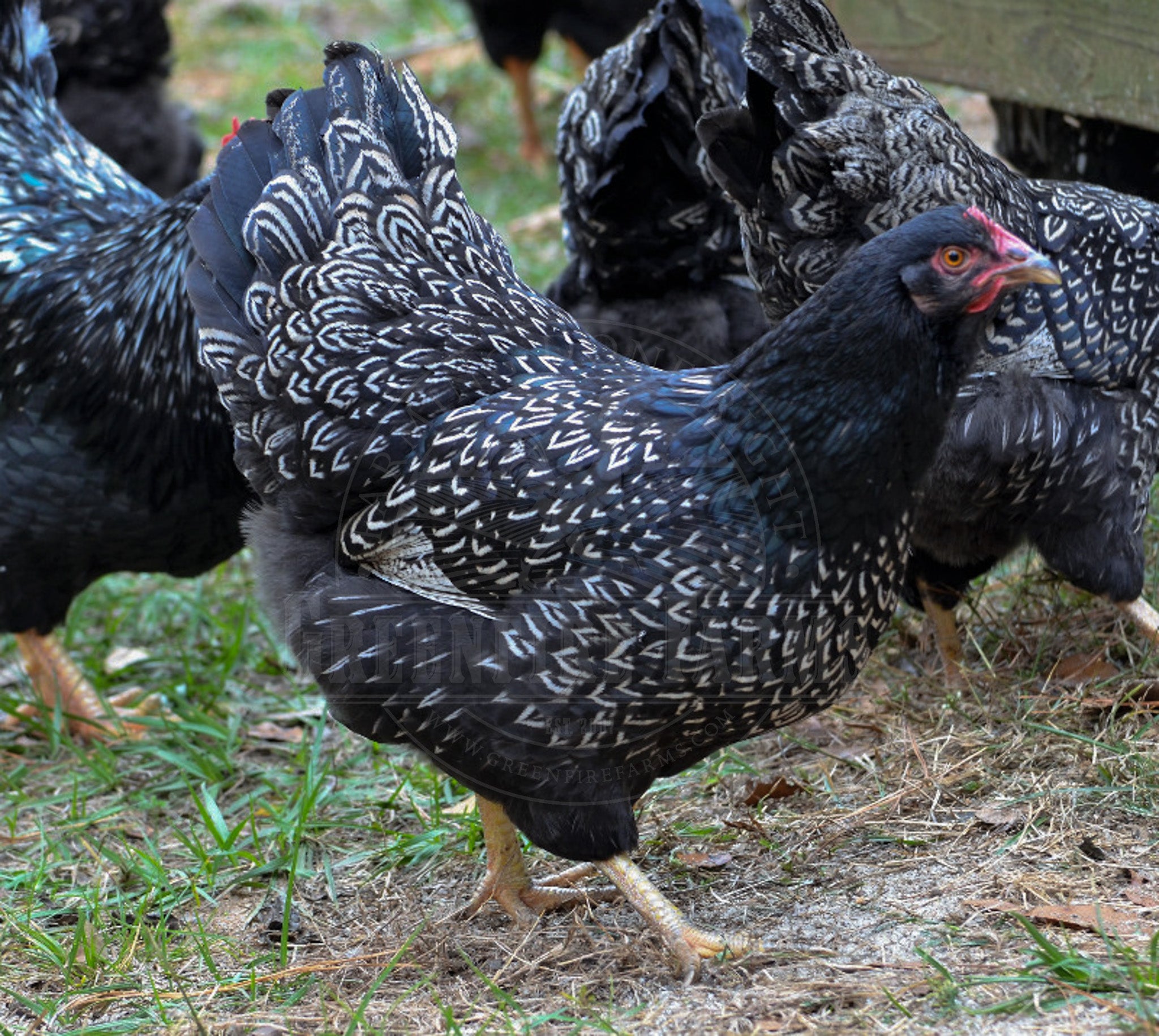 Silver Laced Barnevelder