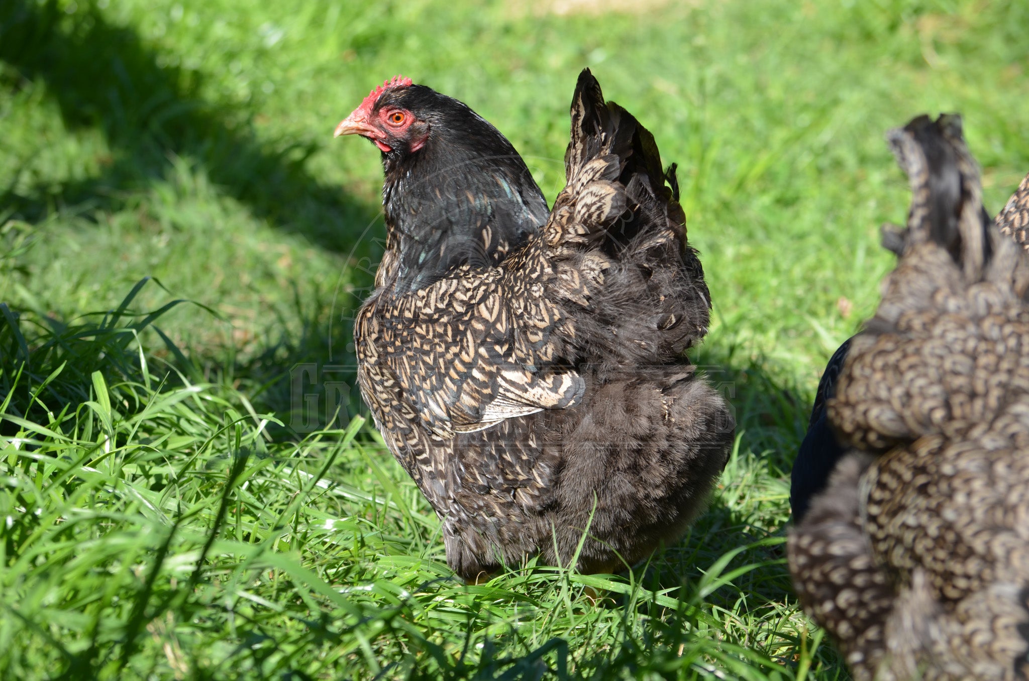 Silver Laced Barnevelder