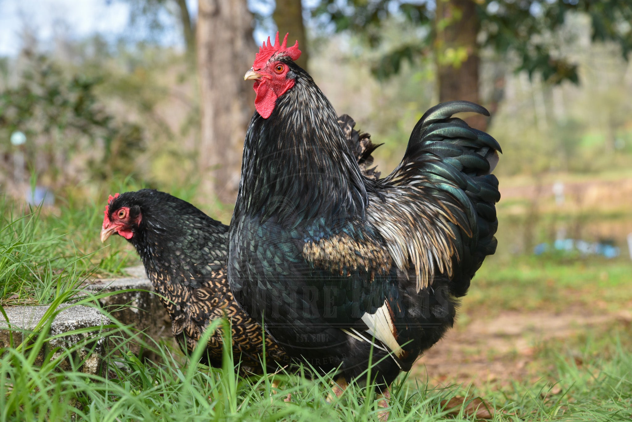 Silver Laced Barnevelder