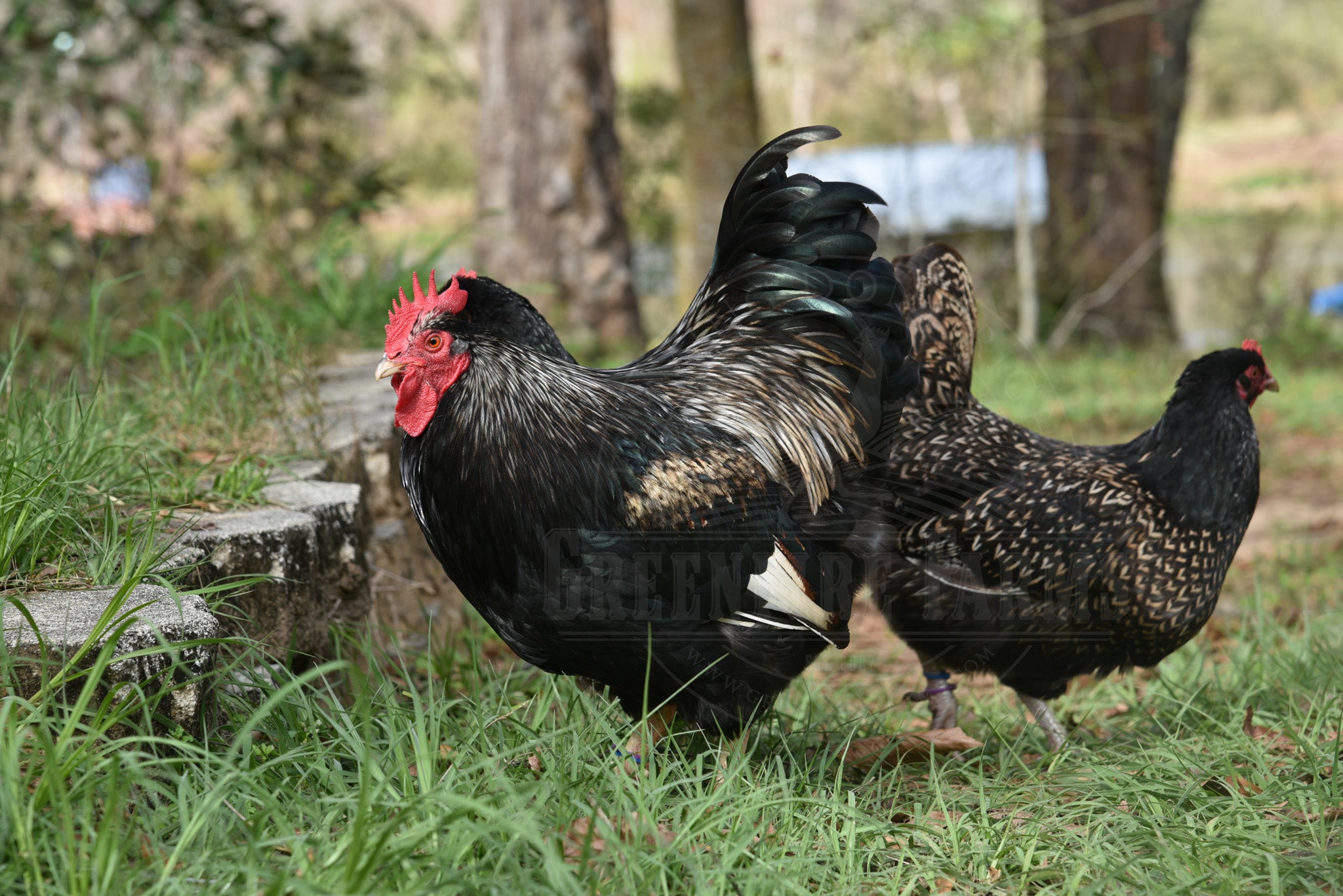 Silver Laced Barnevelder